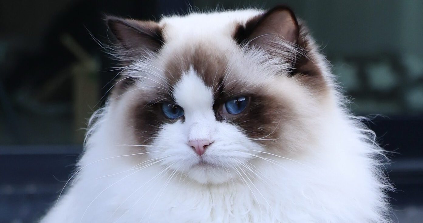 Ragdoll Cattery PeaceLoving Nature