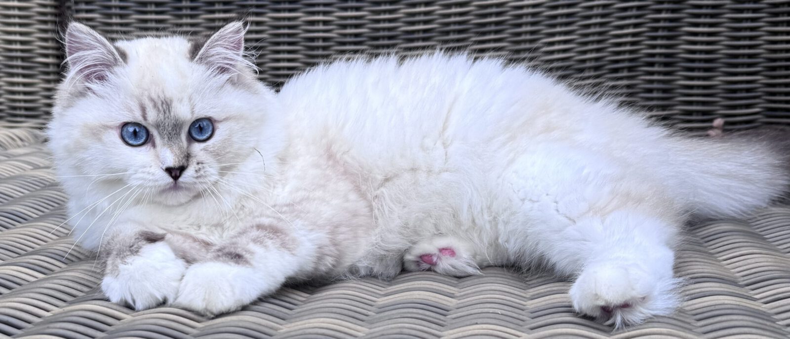 Ragdoll Cattery PeaceLoving Nature